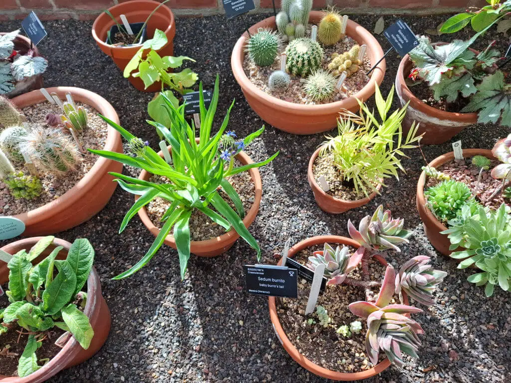 A variety of cacti and succulents in clay pots sit on gravel under bright sunlight. Labels identify each plant, creating a colourful, serene garden display.