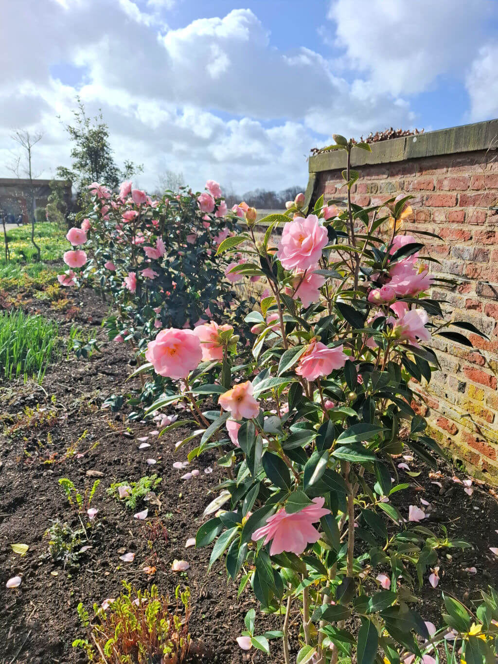 Blooming pink camellia bushes against a rustic brick wall on a sunny day, with scattered petals on the soil, conveying a serene and vibrant scene.