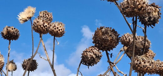 Dried cardoon plants with spiky brown seed heads stand against a clear blue sky, evoking a sense of natural beauty and resilience.