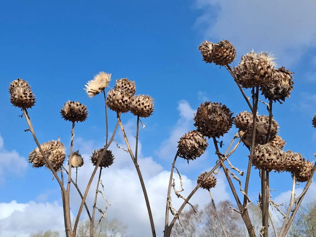Dried cardoon plants with spiky brown seed heads stand against a clear blue sky, evoking a sense of natural beauty and resilience.