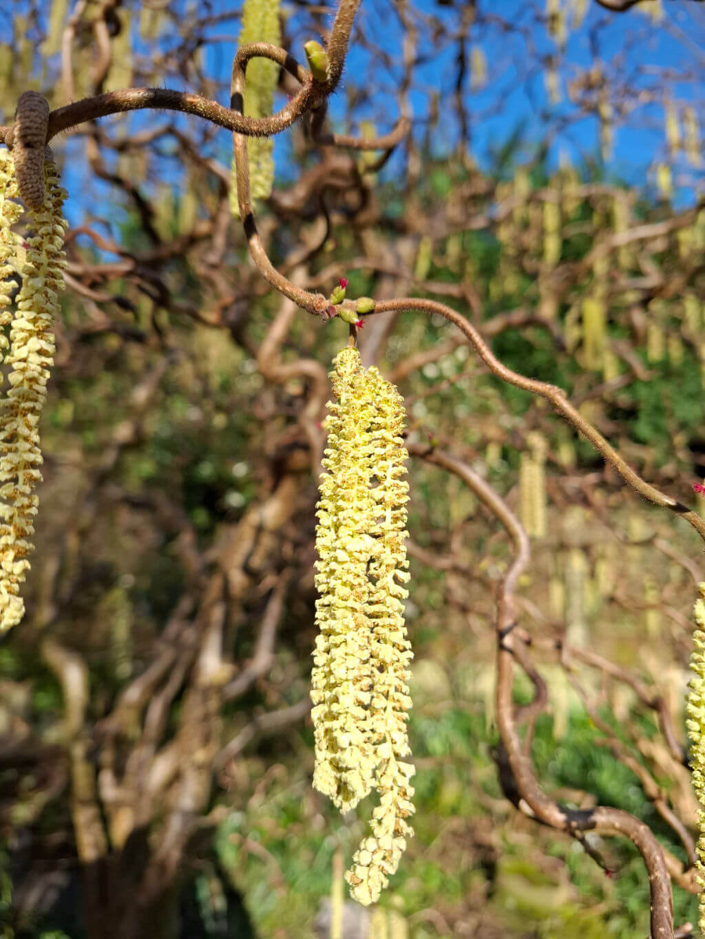 Close-up of a hanging hazel catkin on a twisted branch against a clear blue sky. The scene conveys a sense of early spring awakening.
