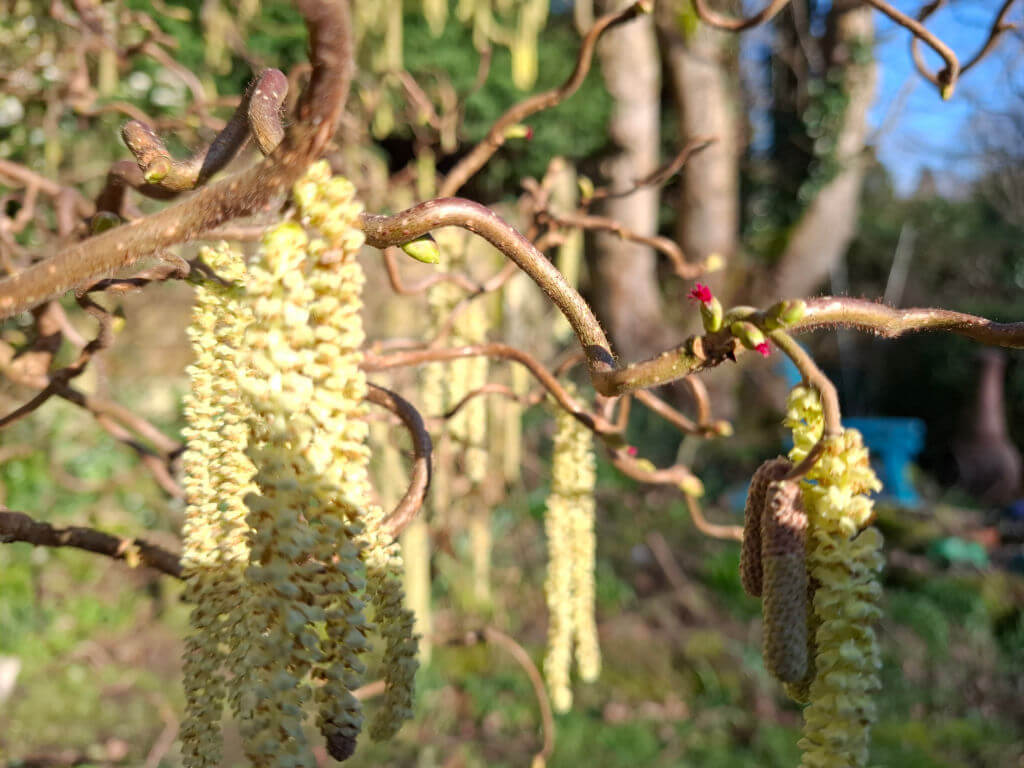 Close-up of twisted twigs with hanging yellow catkins and small red buds against a blurred natural background, conveying a serene, early spring vibe.