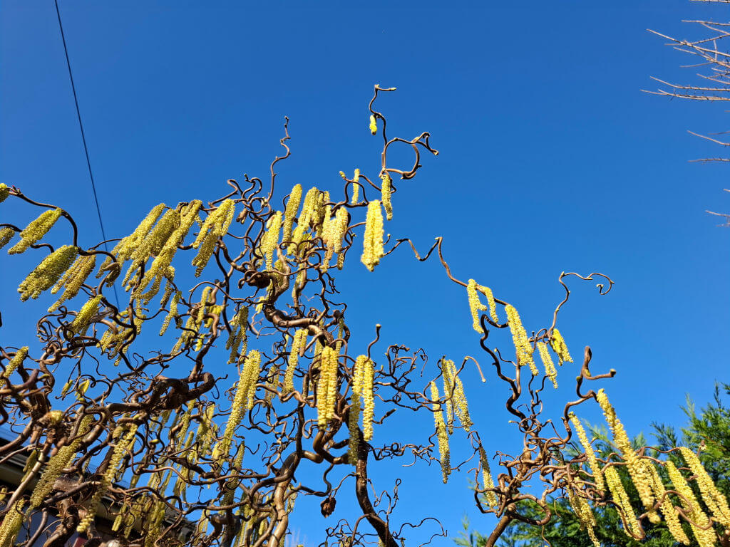 Twisted branches with yellow catkins against a bright blue sky, conveying a sense of spring and tranquility. Sparse leaves are spotted.