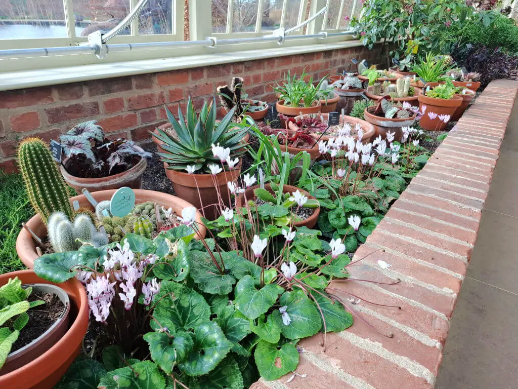 Indoor garden with diverse potted plants on a brown brick ledge, including cacti, succulents, and white cyclamen flowers. Bright and inviting atmosphere.