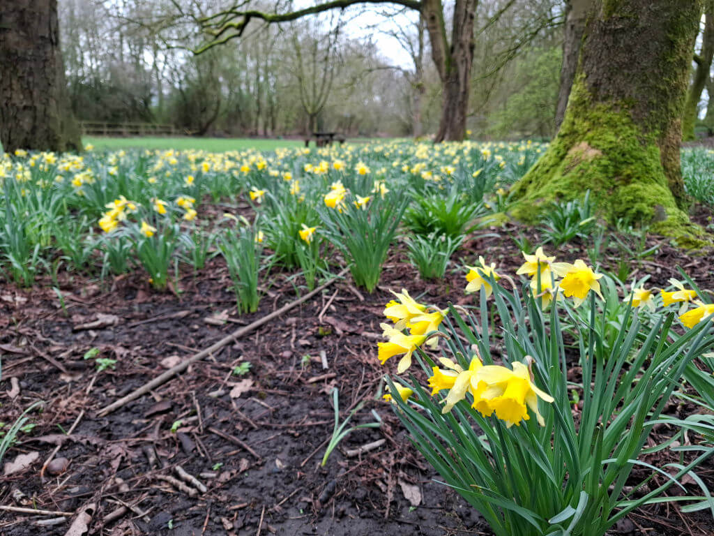 Field of vibrant yellow daffodils under overcast skies, surrounded by lush green trees; evokes a serene and rejuvenating springtime ambiance.