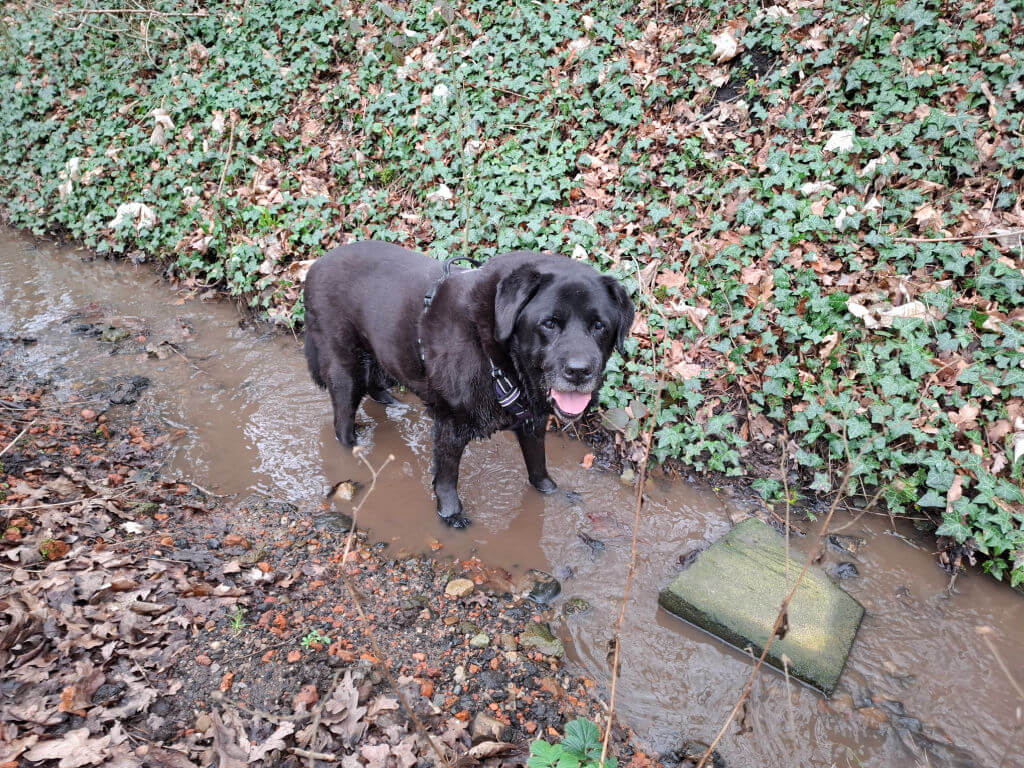 A black dog stands happily in a shallow, muddy stream beside a bank covered in brown leaves and green foliage, with its tongue out.