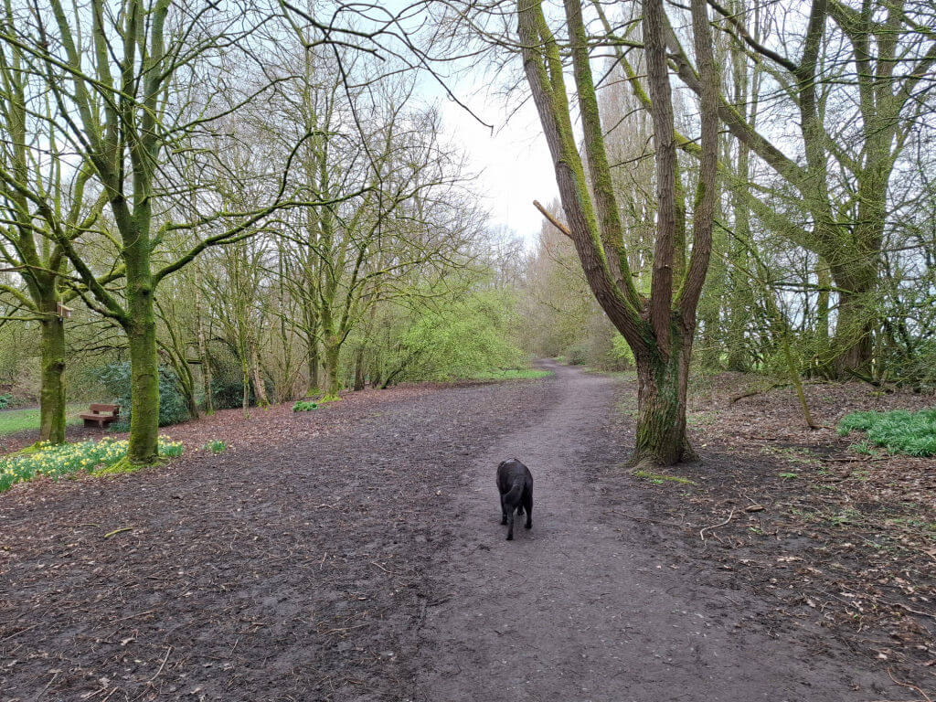 A black labrador walks along a muddy path through a serene, leafless forest on a cloudy day. A wooden bench and blooming daffodils sit to the left.