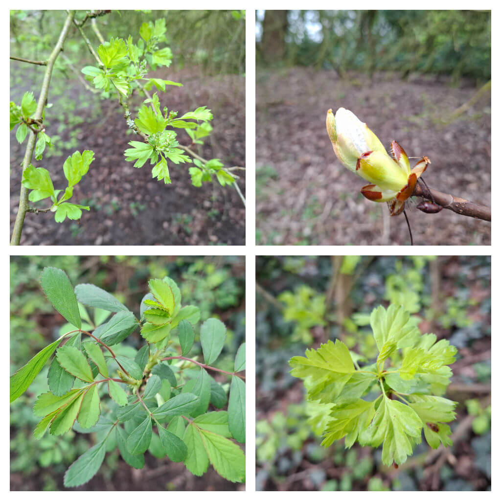 Collage of four images showing close-ups of spring buds and green leaves on branches, against a blurred woodland background, conveying a fresh, vibrant feel.
