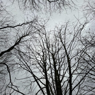 Bare tree branches form intricate patterns against a grey, overcast sky, conveying a sense of calm and stillness in a winter landscape.