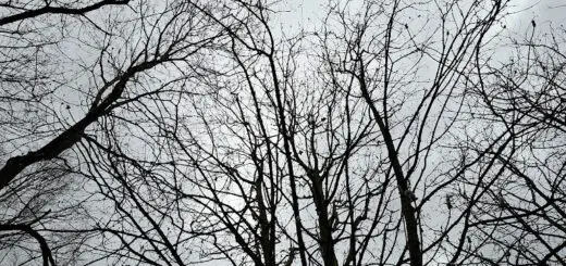 Bare tree branches form intricate patterns against a grey, overcast sky, conveying a sense of calm and stillness in a winter landscape.