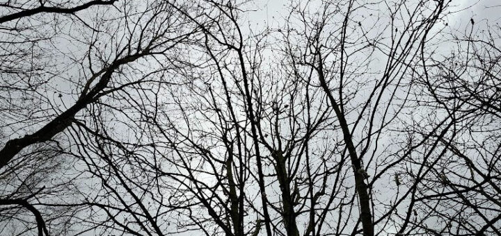 Bare tree branches form intricate patterns against a grey, overcast sky, conveying a sense of calm and stillness in a winter landscape.