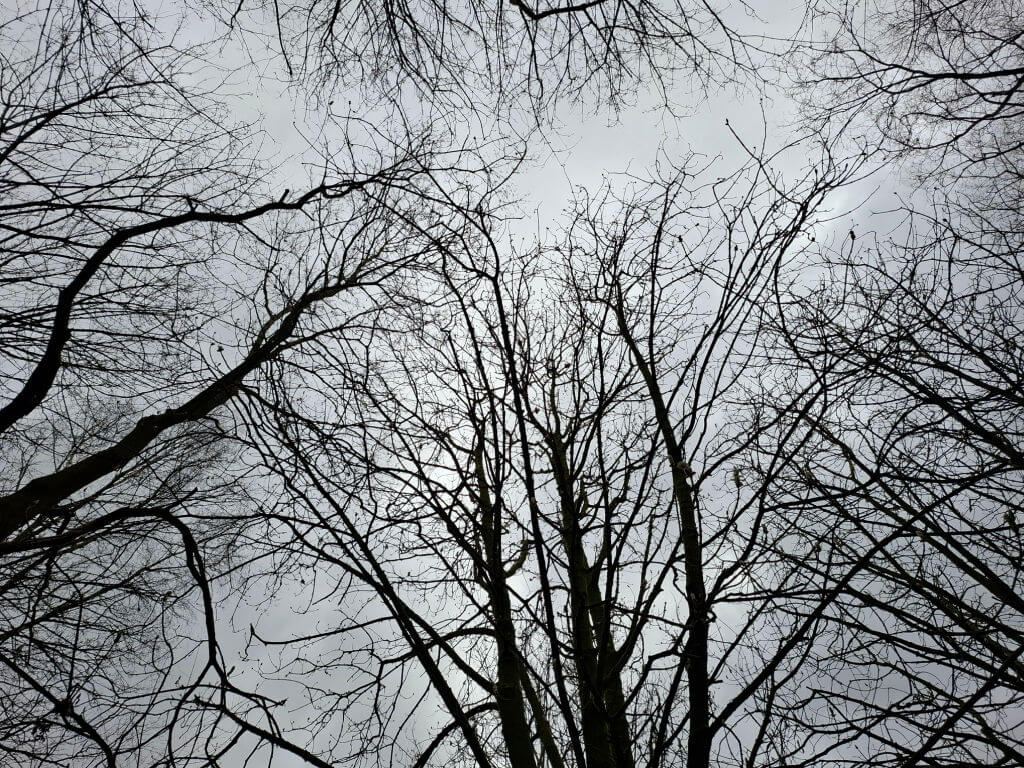 Looking up at a group of bare trees against a cloudy grey sky, their branches intricately intertwining, creating a stark and sombre winter scene.