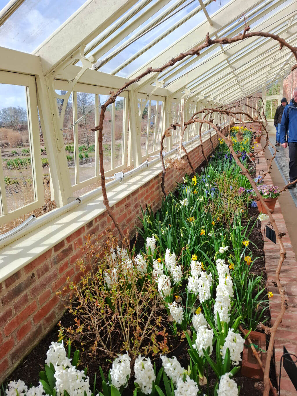 A sunny greenhouse with a brick path shows white hyacinths and yellow daffodils. Arched grapevines create a charming, serene atmosphere.