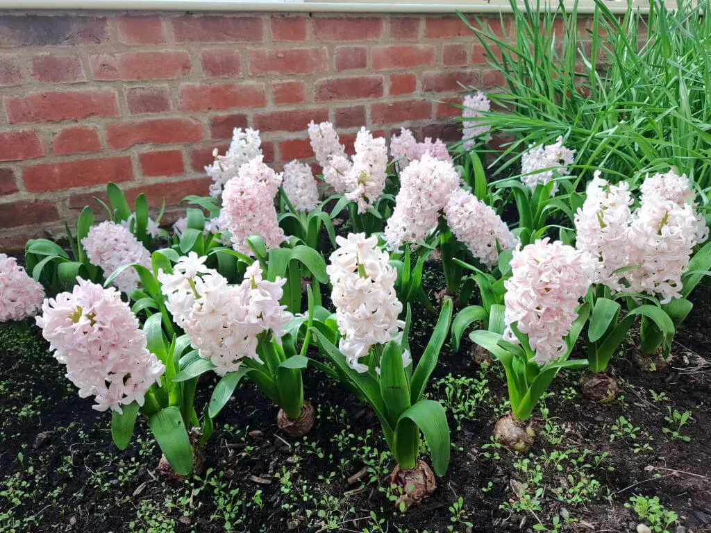 Pink hyacinths bloom in a garden bed against a brick wall. The lush green leaves contrast with the delicate pastel flowers, creating a serene scene.