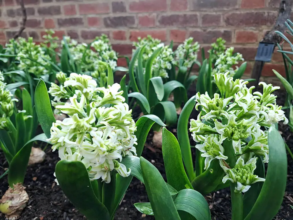 Lush green and white hyacinth flowers bloom in a garden against a rustic brick wall, conveying a fresh, vibrant, and tranquil spring atmosphere.