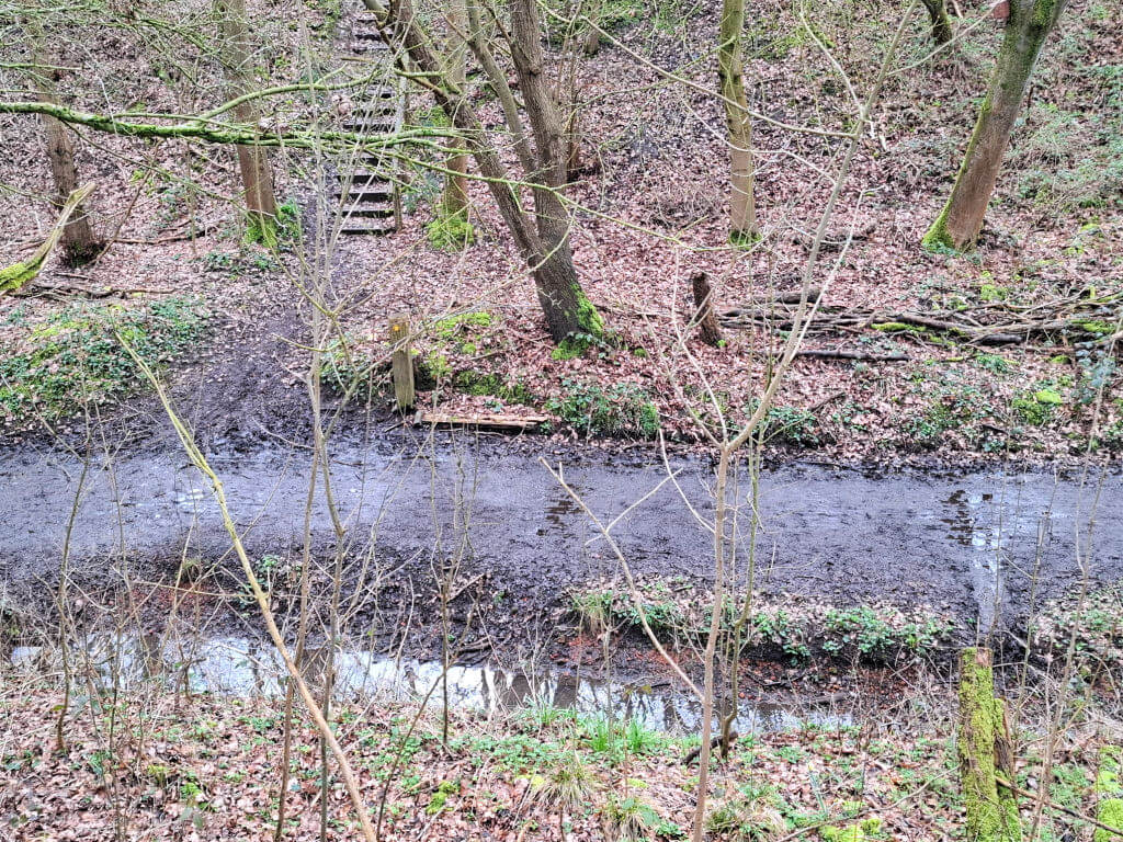 Forest scene with a small muddy stream bordered by leaf-covered ground and trees. Wooden steps ascend a hill, suggesting a peaceful, natural path.