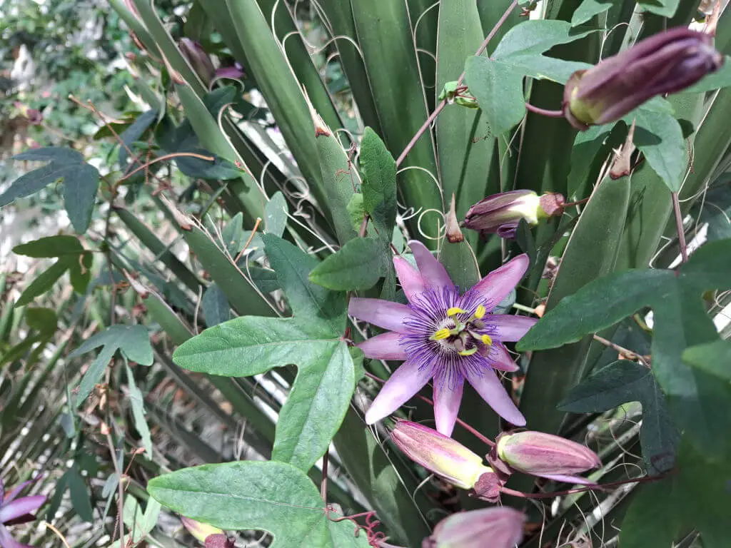 A vibrant purple passion flower with intricate petals and yellow accents blooms amidst lush green leaves and unopened buds. It exudes a calm, natural beauty.