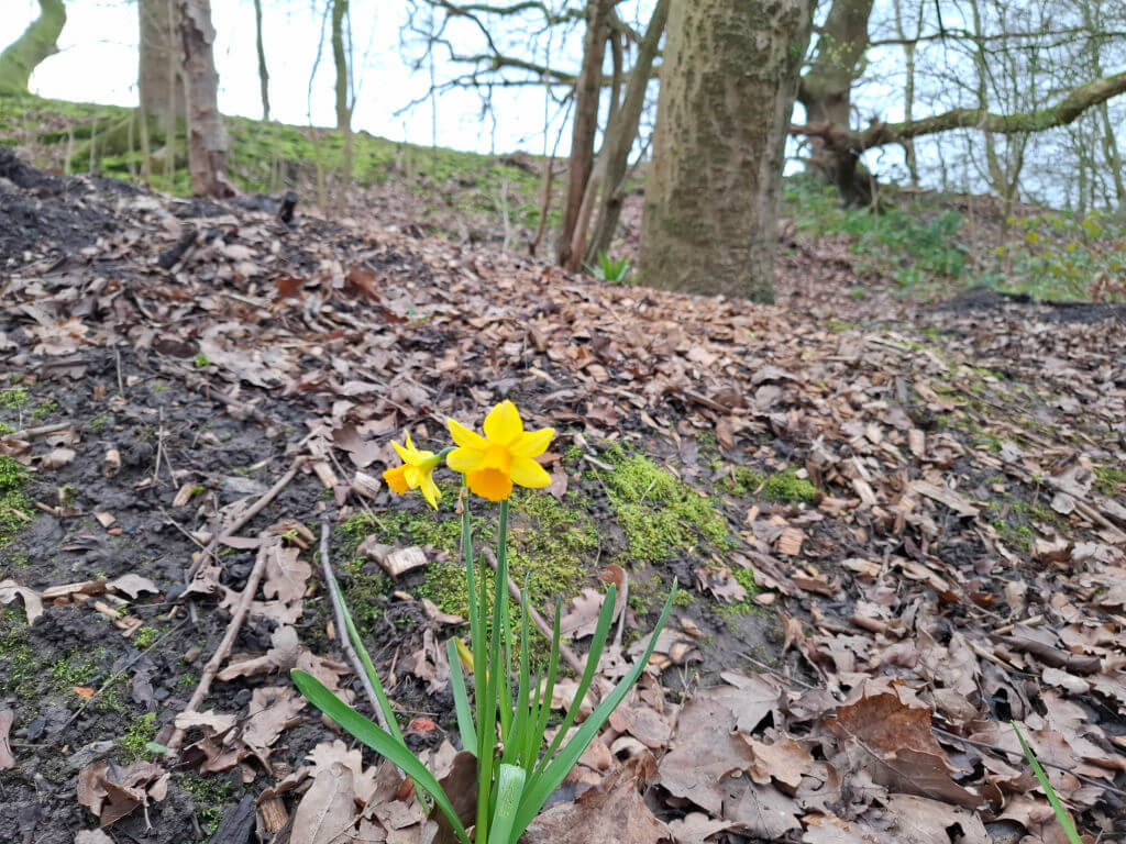 Yellow narcissi bloom amidst fallen leaves on a forest floor, surrounded by bare trees. The scene feels tranquil and hints at early spring.
