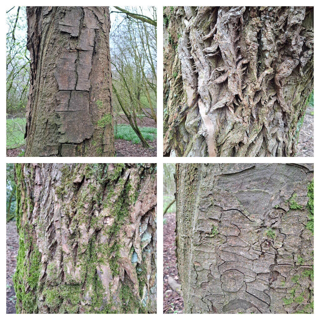Four close-up images of tree bark showing varied textures and patterns. The bark is cracked, ridged, and covered with patches of green moss.
