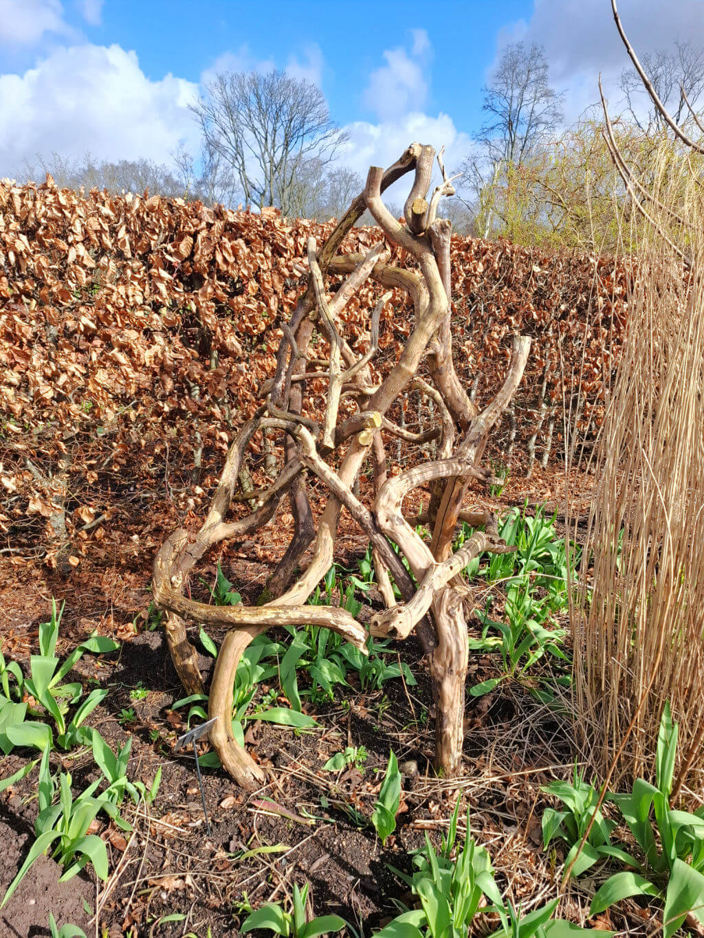A twisting wooden vine structure stands in a garden with young green plants at its base, set against a backdrop of dried hedges and a blue sky.