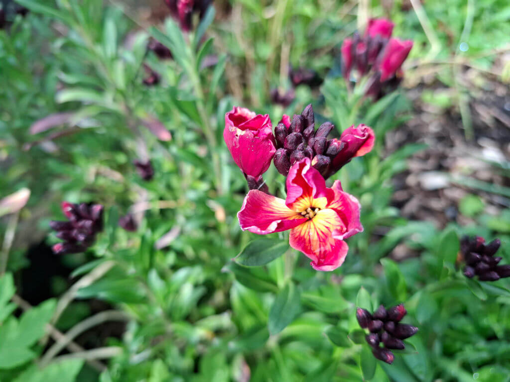 Vibrant pink and yellow flower blooms in focus, surrounded by dark buds and green foliage. The scene conveys a lively, natural garden setting.