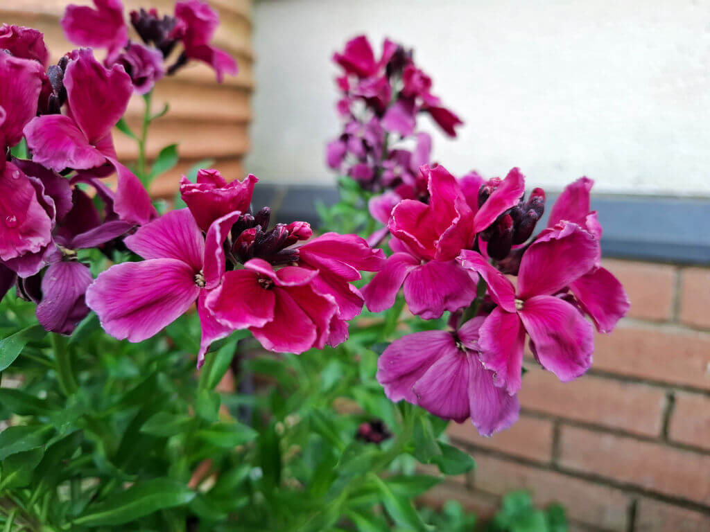 Vibrant magenta flowers with dark centers bloom against a blurred background of brick and a wooden wall, conveying a fresh and lively mood.