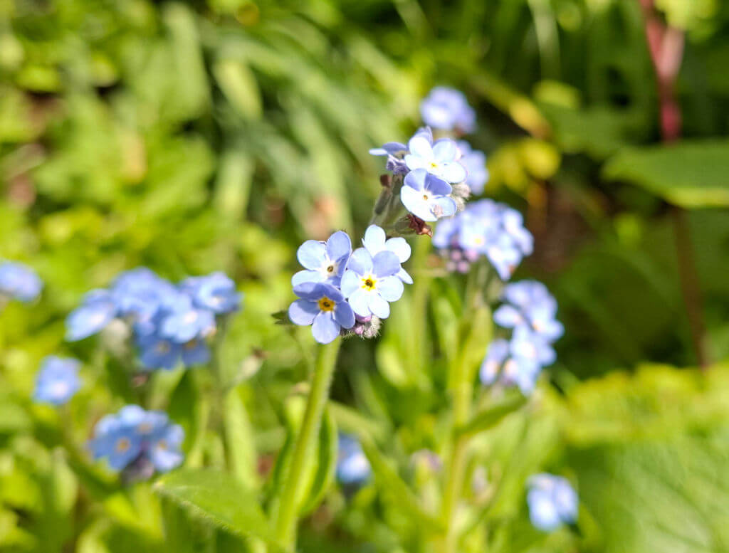 Close-up of blooming blue forget-me-nots with yellow centres, surrounded by lush green foliage. The scene conveys a fresh, serene spring vibe.