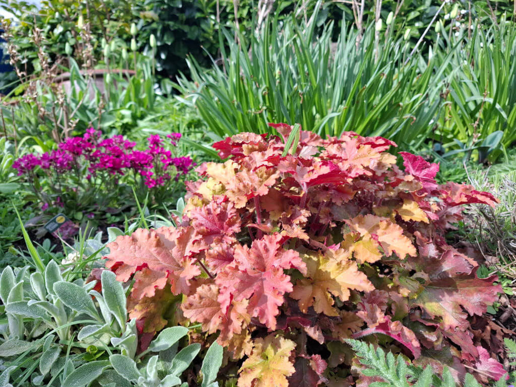 Vibrant garden scene with red and gold Heuchera leaves, vivid purple flowers, and lush green foliage, conveying a lively and colourful atmosphere.