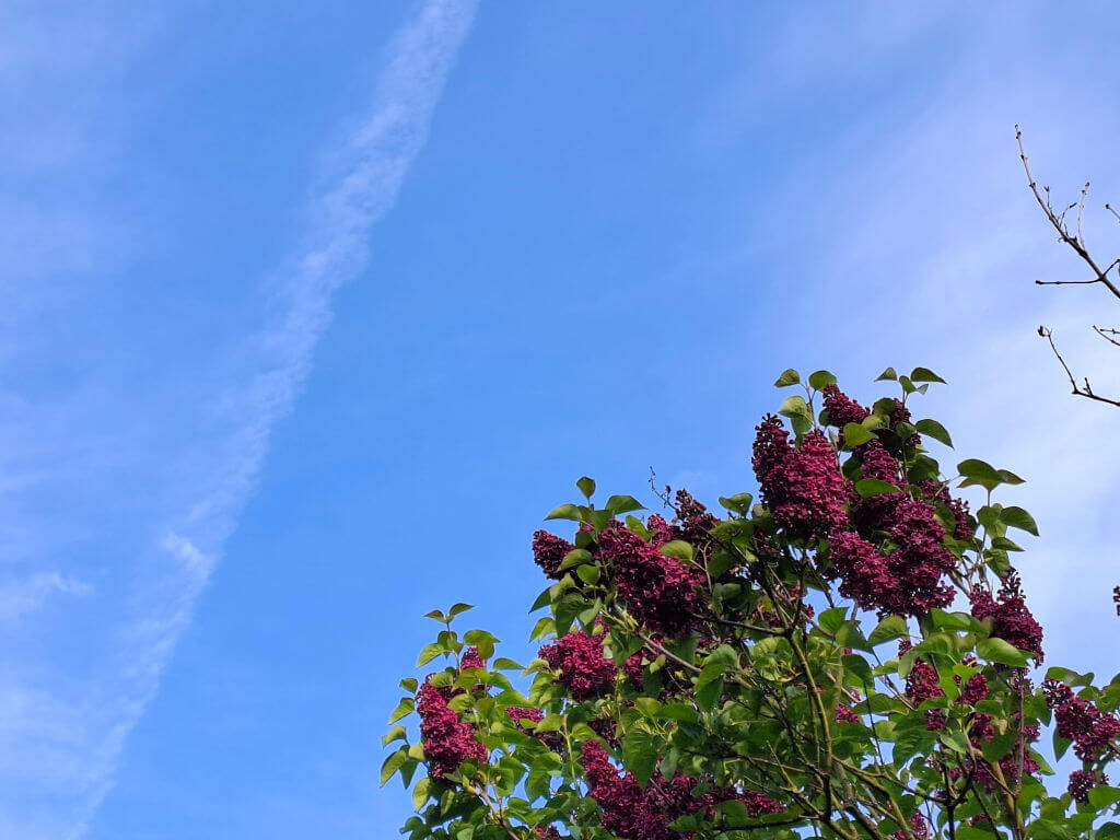 Purple lilacs in bloom against a clear blue sky with a faint contrail. The scene conveys a sense of tranquility and the onset of spring.