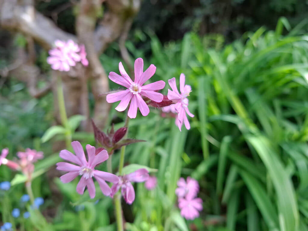 Close-up of vibrant pink wildflowers with star-shaped petals against a backdrop of lush green foliage and a blurred tree trunk, conveying a serene, natural beauty.