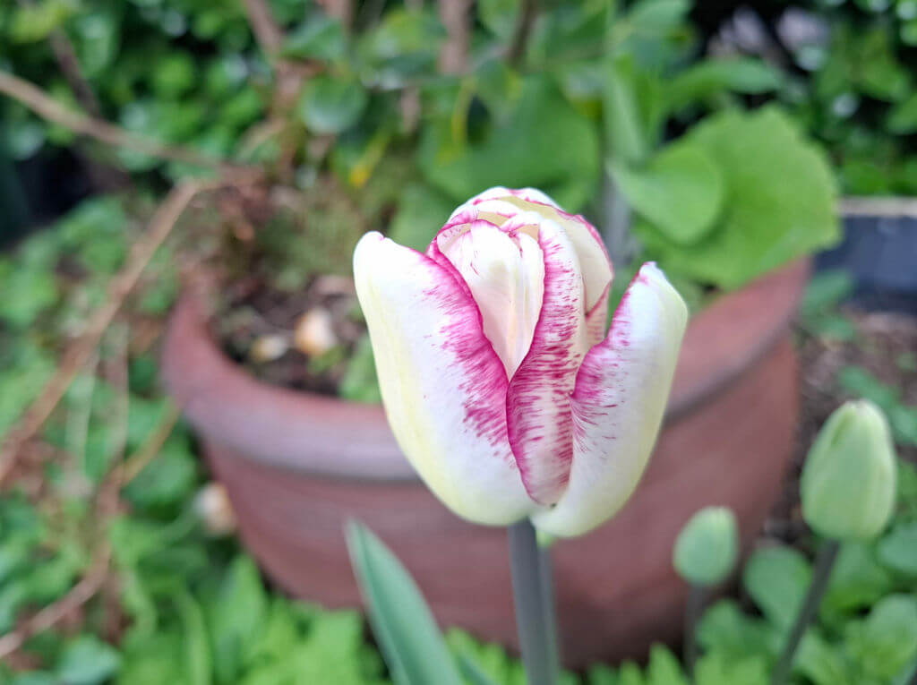 Close-up of a tulip with white petals and vibrant pink edges, in front of a terracotta pot. The green foliage in the background is slightly blurred.