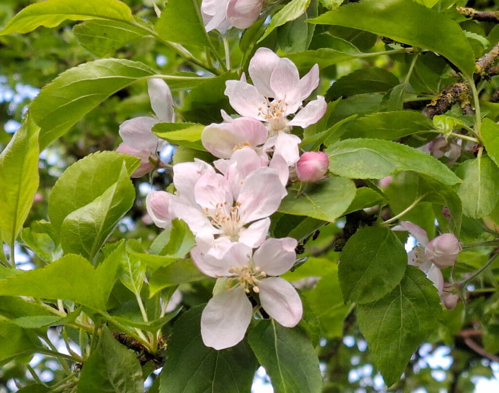 Delicate pink and white apple blossoms surrounded by vibrant green leaves on a tree branch, conveying a fresh and serene springtime atmosphere.