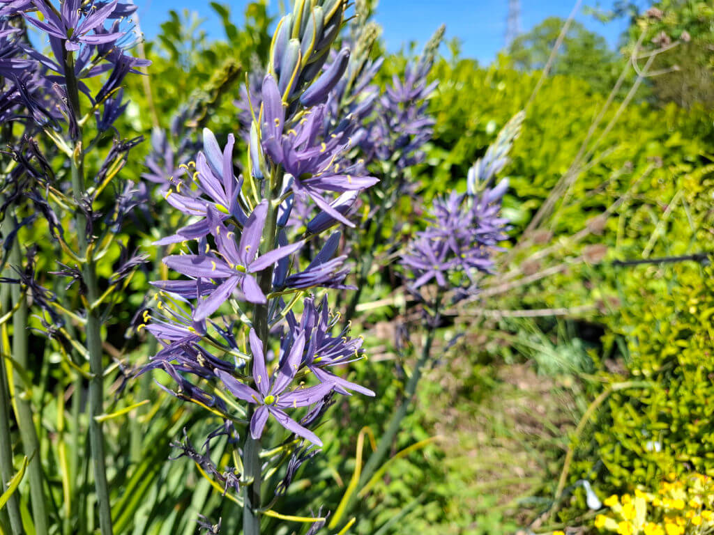 Purple flowers with star-shaped petals bloom amidst lush green foliage under a clear blue sky, conveying a serene and vibrant spring scene.