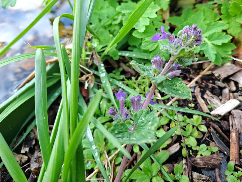 Close-up of lush green foliage with purple flowers peeking through. Dewdrops glisten on long grass blades, adding freshness and vibrancy.