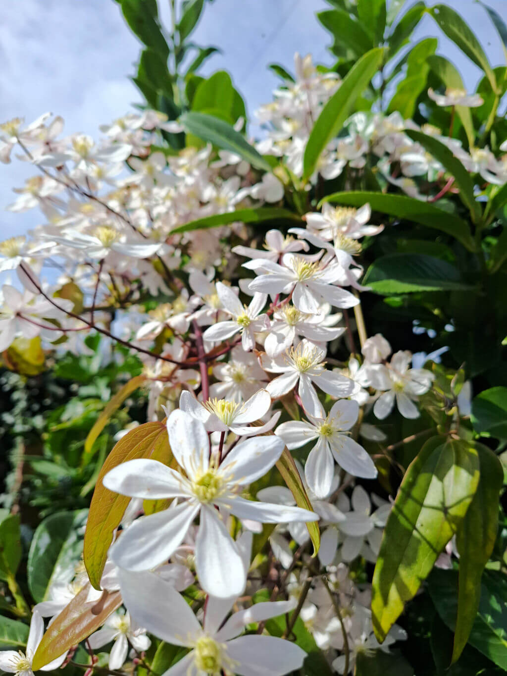 White flowers bloom vibrantly against lush green leaves under a clear blue sky, evoking a sense of freshness and the renewal of spring.