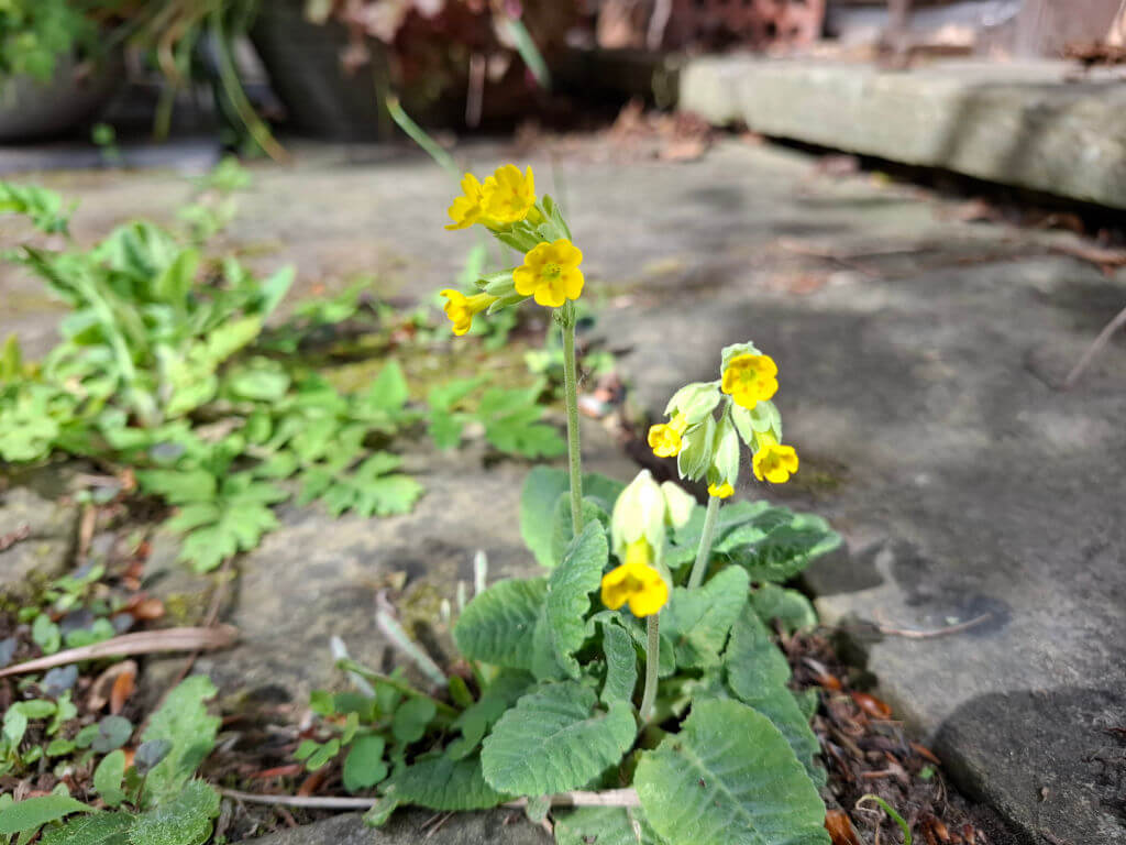 Yellow cowslips with green leaves grow between concrete slabs in a sunlit garden setting, surrounded by scattered foliage.