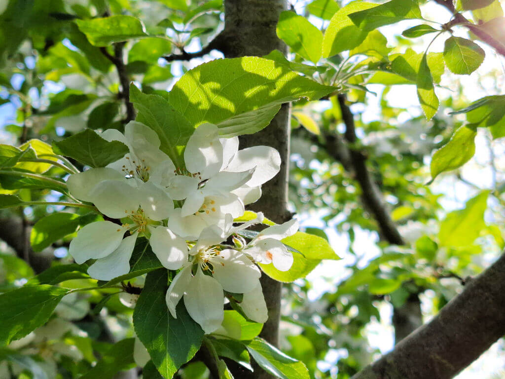Close-up of white apple blossoms with fresh green leaves against a sunlit backdrop of tree branches. The scene conveys a sense of serenity and renewal.