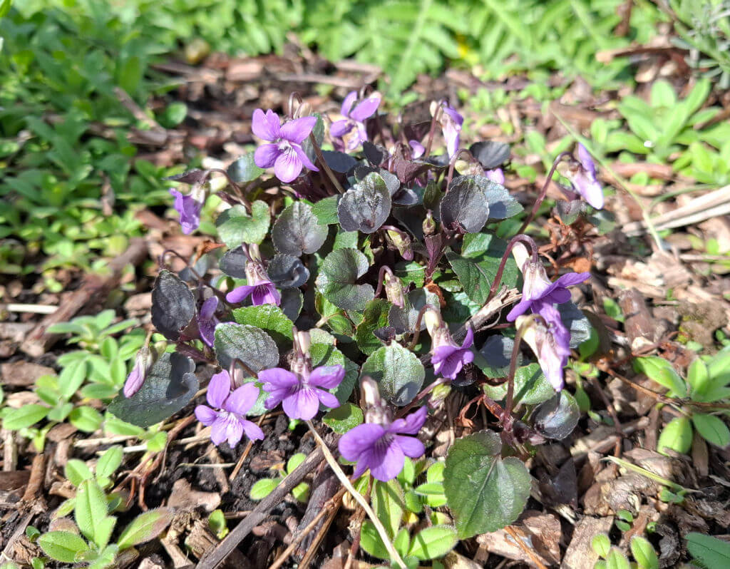 Vibrant purple violets with dark green leaves grow in a sunlit garden. The ground is covered with mulch and small green plants, conveying a lively, springtime feel.