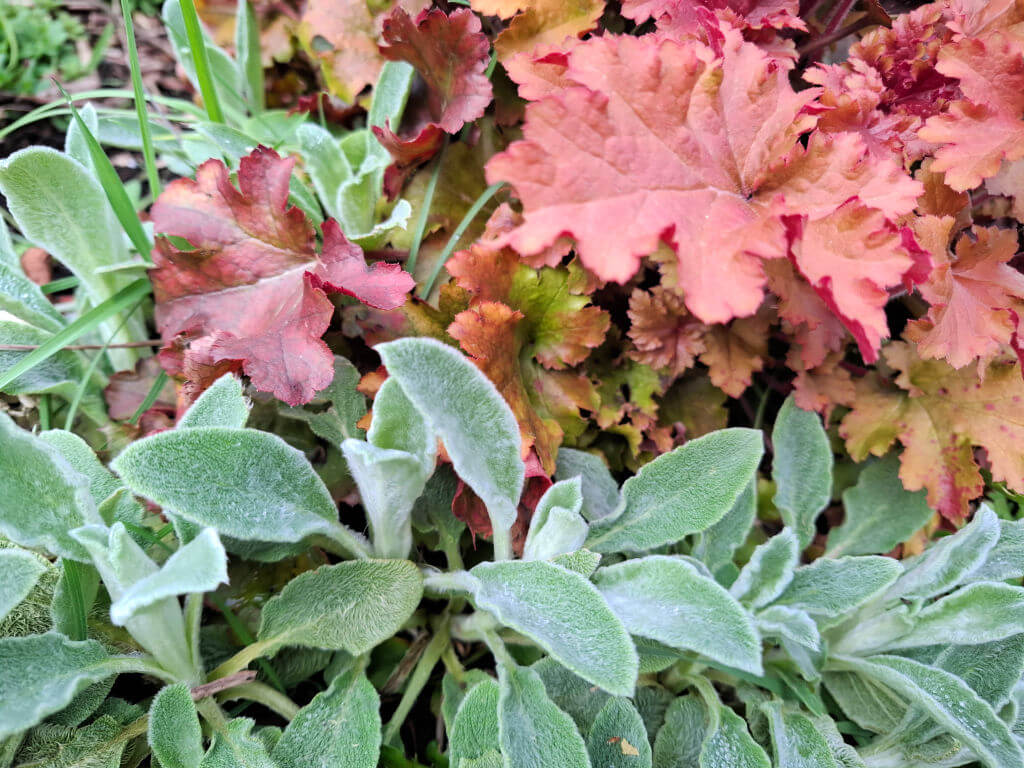 Close-up of soft, green lamb's ear leaves contrasted with vibrant red and orange heuchera leaves. The scene conveys a sense of autumnal beauty.