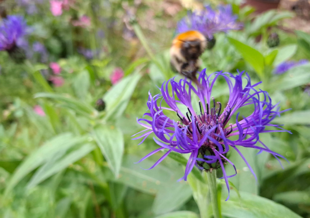 Close-up of a vibrant purple flower with delicate, spiky petals, a bumblebee hovering above it, and a blurred garden background.
