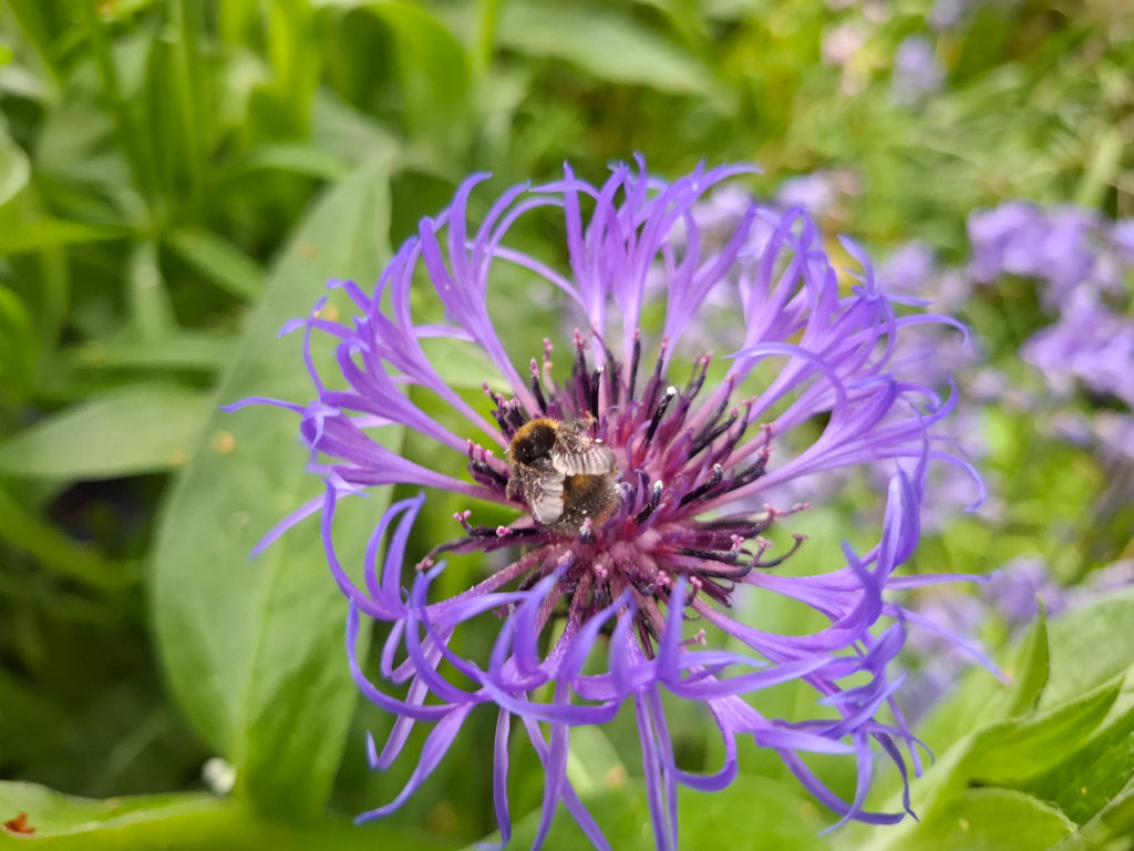 A bee is perched on a vibrant purple flower against a blurred background of green leaves and more purple blooms, evoking a serene garden scene.
