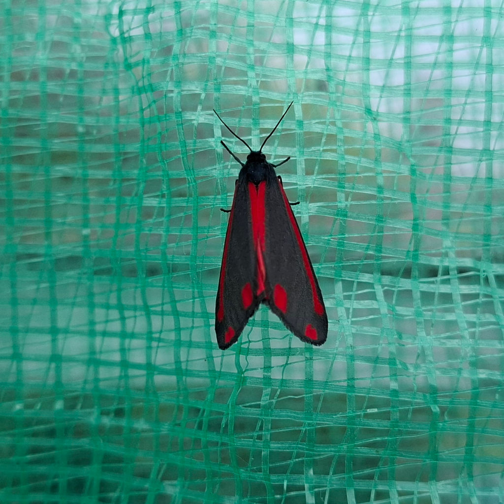 Black and red moth resting on a green mesh. The moth's vibrant colours contrast its textured backdrop, creating a striking visual focus.
