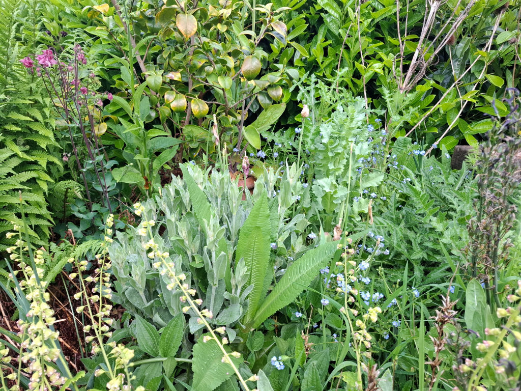 A lush garden featuring diverse green foliage with ferns, broad leaves, and pops of purple and blue flowers. The scene conveys a vibrant, tranquil atmosphere.