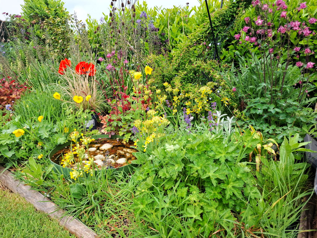 Lush garden with vibrant flowers and greenery surrounding a small pond. Yellow, red, and purple blooms add colour, creating a serene, vibrant scene.