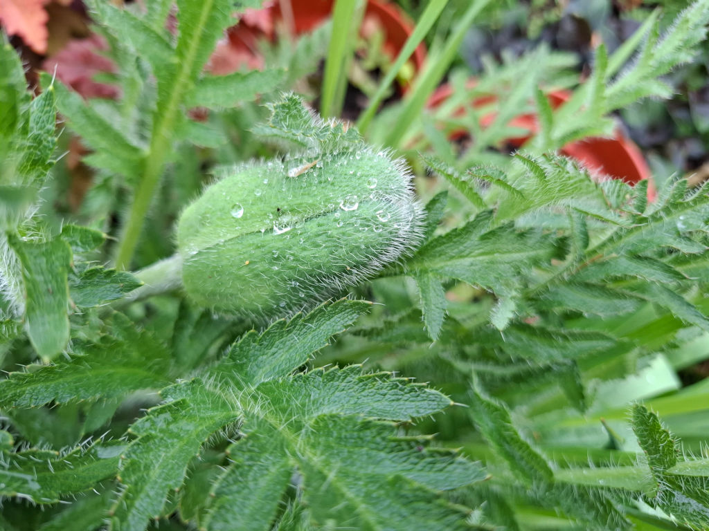 Close-up of a hairy green poppy bud with water droplets, surrounded by lush, serrated leaves. The background shows blurred garden foliage, creating a fresh, natural feel.