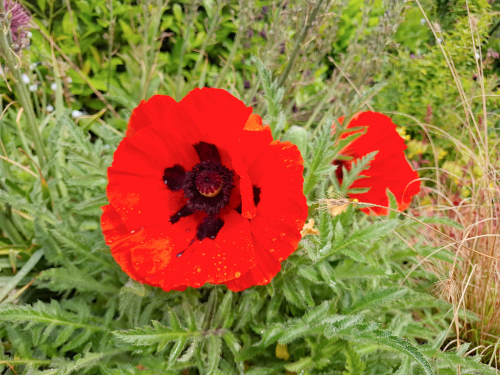 Vibrant red poppies with dark centres stand prominently in a lush garden. Dewdrops on the petals convey freshness. Green foliage surrounds the flowers.