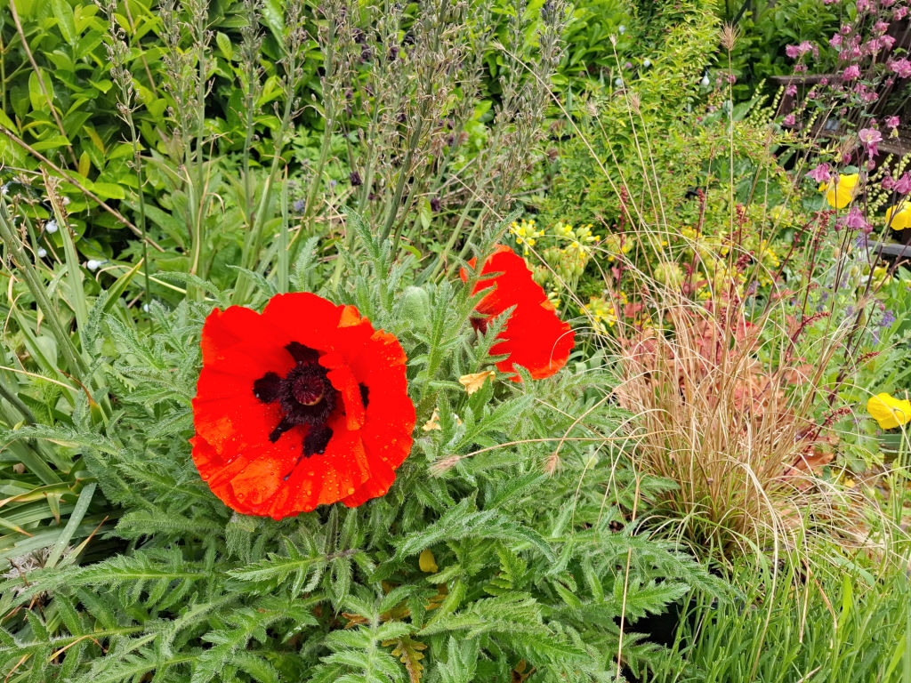 Bright red poppies with dark centres bloom amidst lush green foliage and various garden plants, creating a vibrant and lively natural scene.