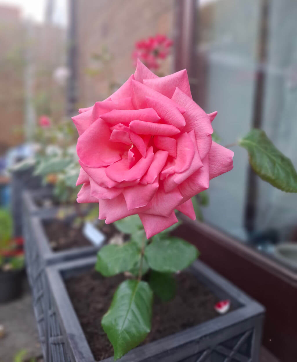 A vibrant pink rose in full bloom with lush green leaves, set against a blurred background of more plants and a wooden fence, creating a serene garden scene.