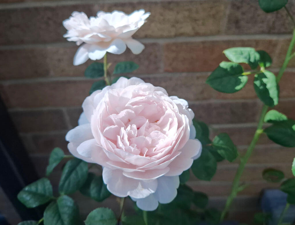 Close-up of two pale pink roses in full bloom against a brick wall. The soft petals and lush green leaves create a serene and delicate atmosphere.