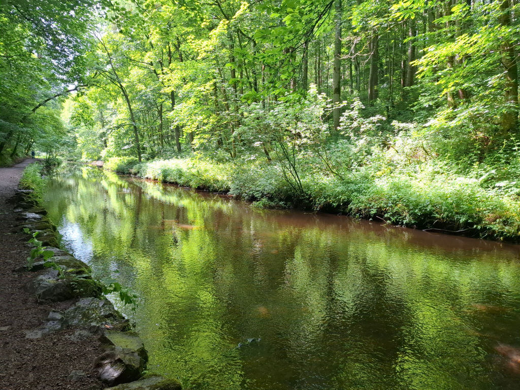 A serene forest scene with a narrow, calm river reflecting lush green trees and foliage. Sunlight filters through, creating a peaceful atmosphere.